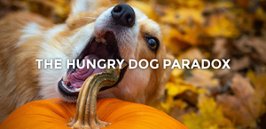 The Hungry Dog Paradox
