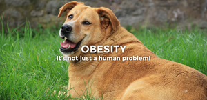 Obesity - It’s not just a human problem!